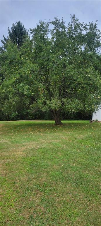 111 Walkchalk Road Kittanning, PA 16201 - Photo 11 of 32 Beautiful, Large Apple Tree that is Loaded with Apples this year!