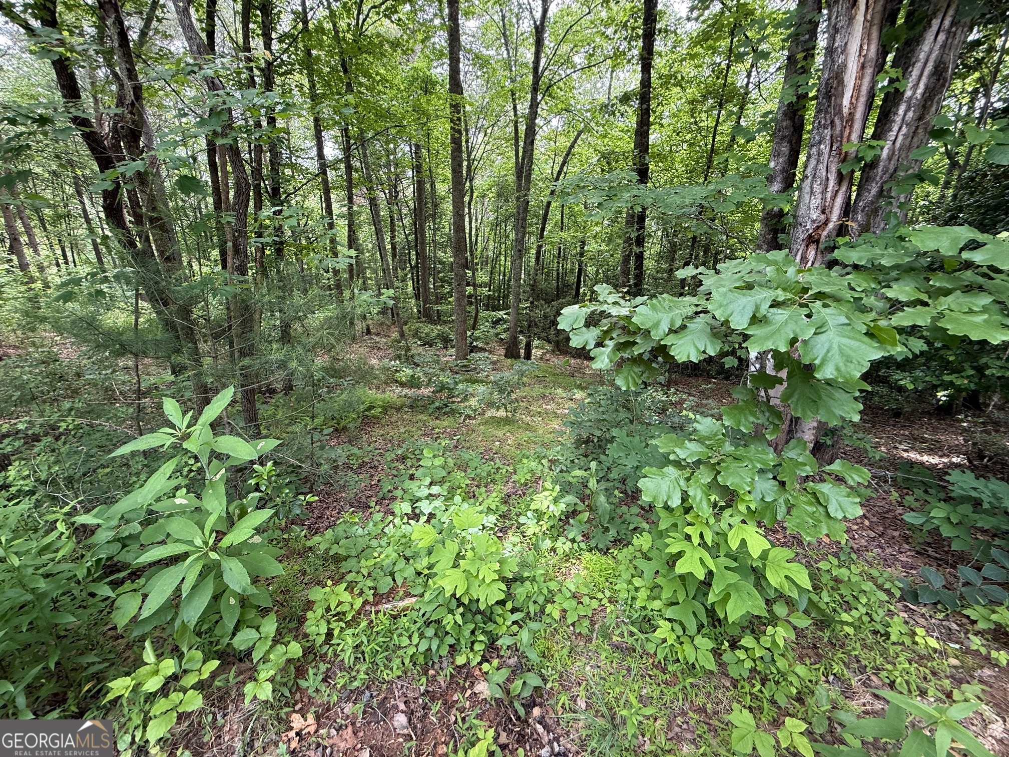 0 Mr Bert Road Hiawassee, GA 30546 - Photo 3 of 22