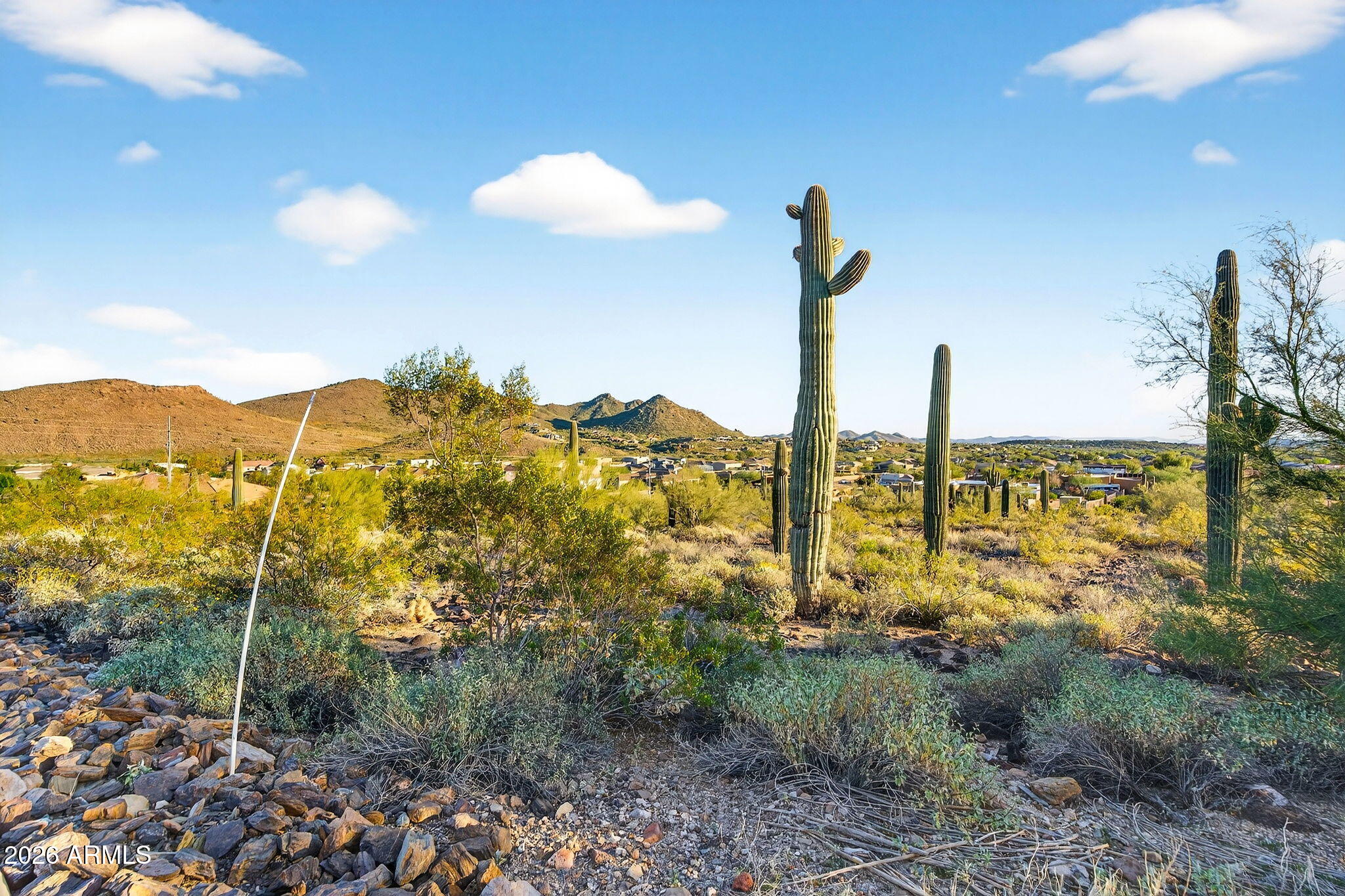 Gorgeous saguaros