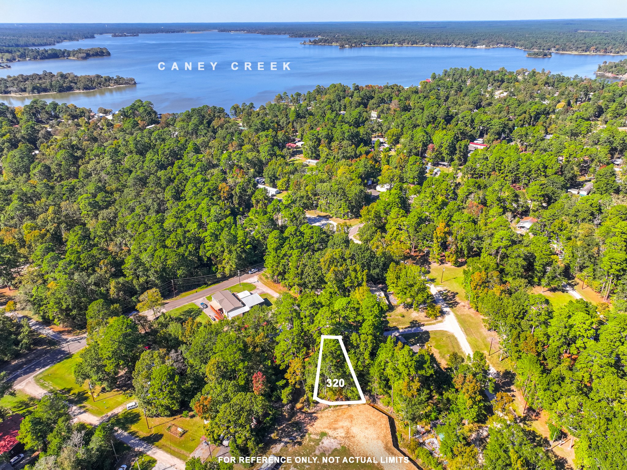 a view of a bunch of plants