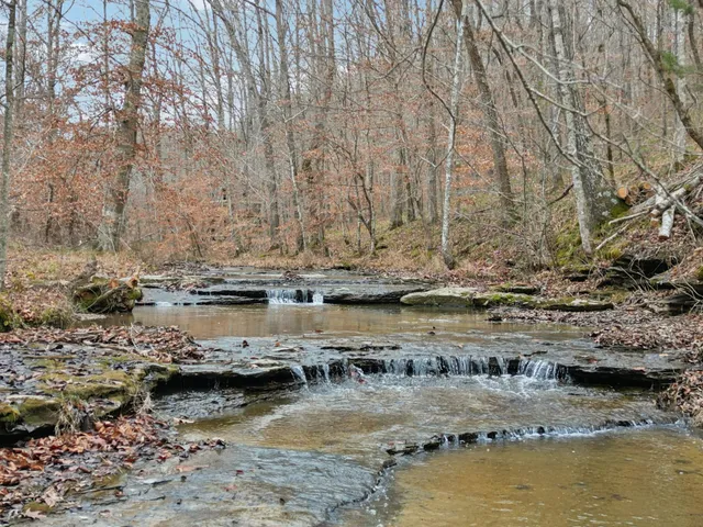 a view of ocean with large trees