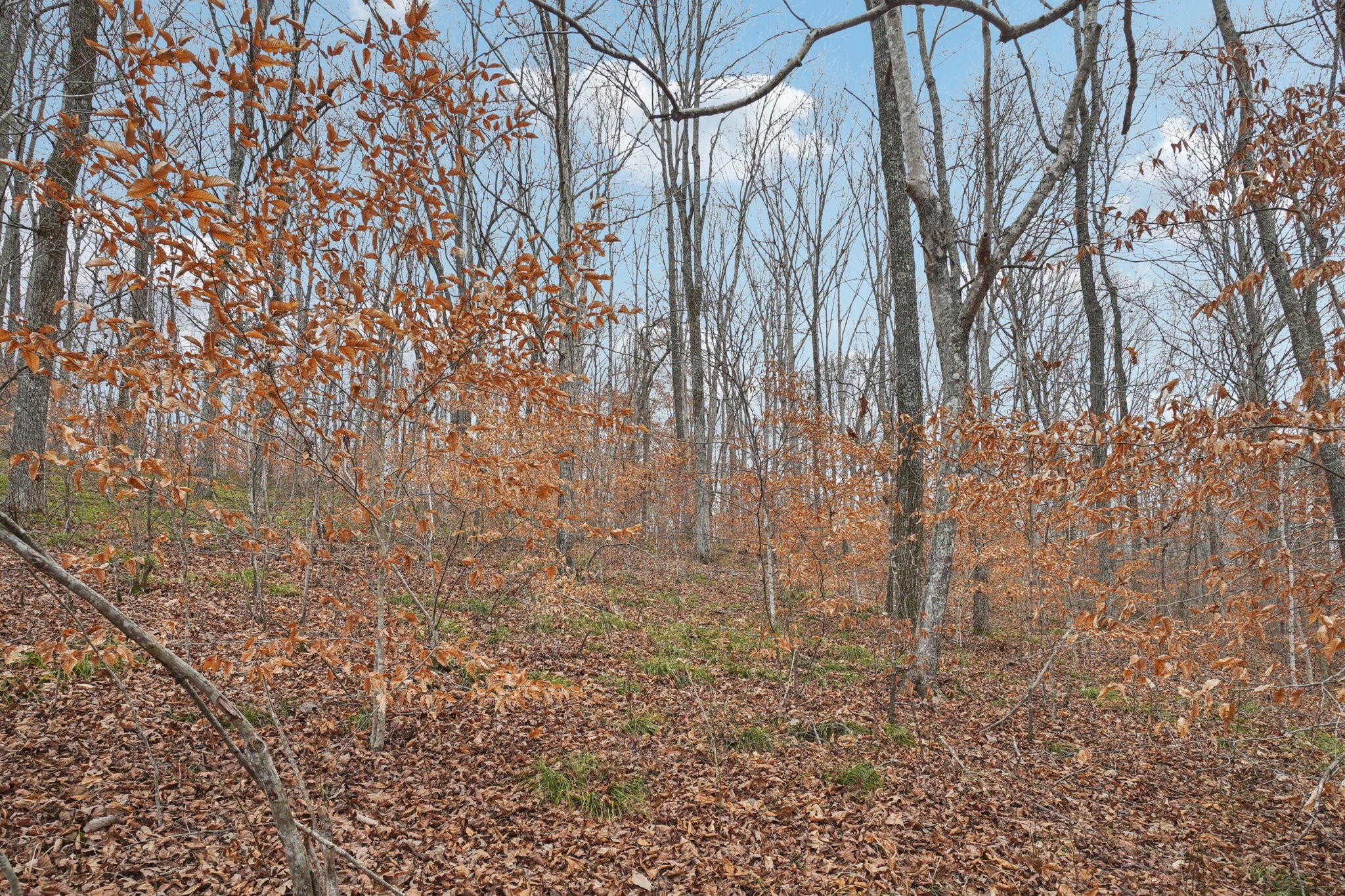 3668 Old Sams Creek Road Pegram, TN 37143 - Photo 38 of 60 a view of a yard with trees in front of it