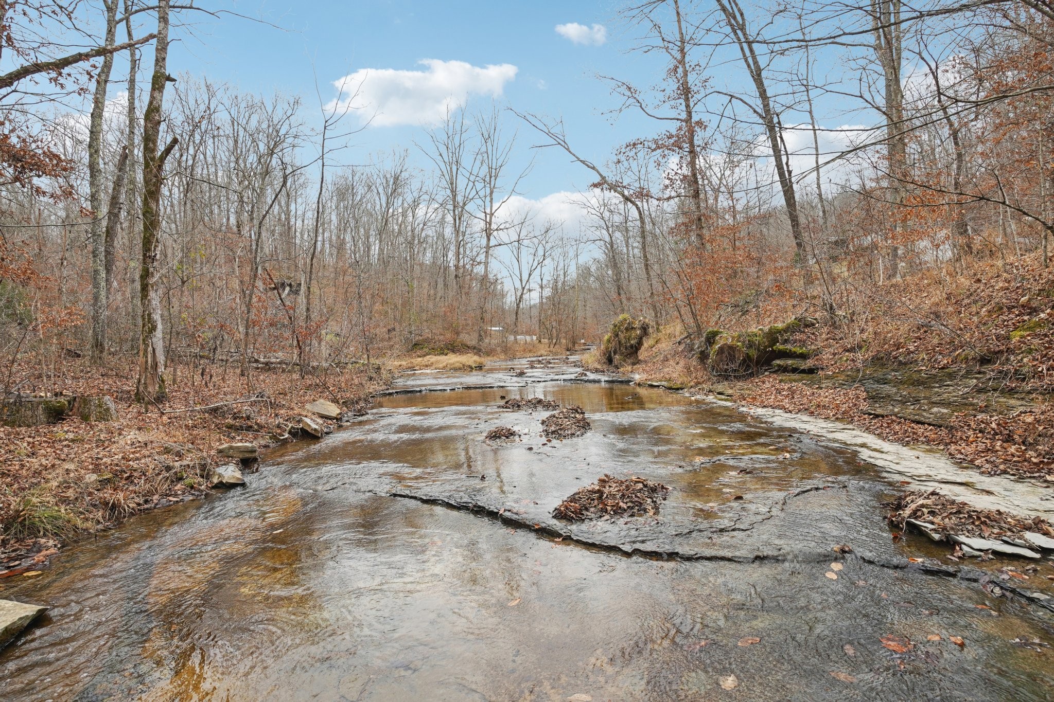 3668 Old Sams Creek Road Pegram, TN 37143 - Photo 43 of 60 a view of a dry yard with trees