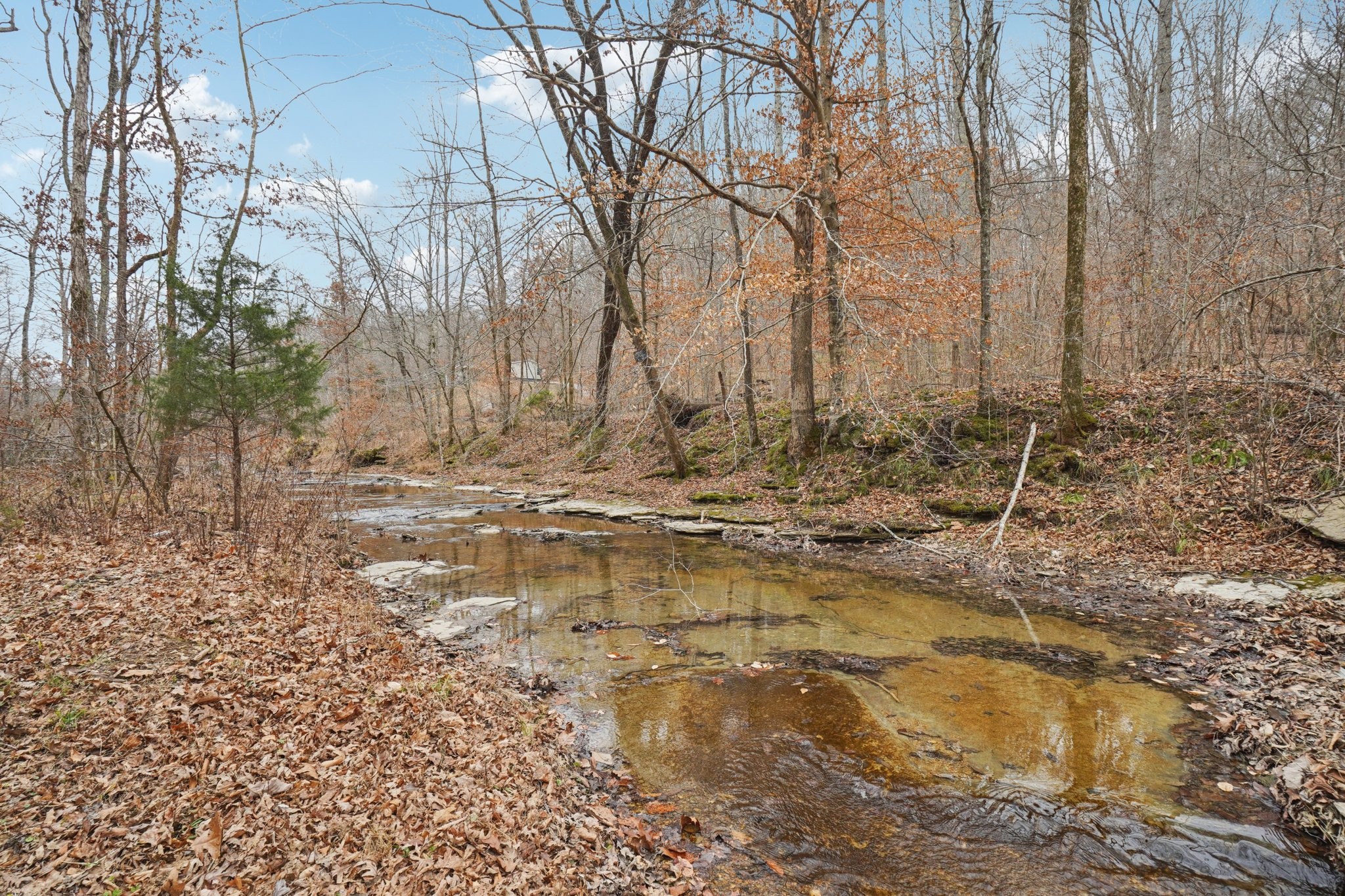 3668 Old Sams Creek Road Pegram, TN 37143 - Photo 45 of 60 a view of yard with trees