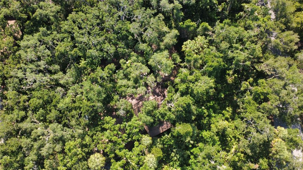 4632 Stone Ridge Trail Sarasota, FL 34232 - Photo 3 of 15 a view of a lush green forest