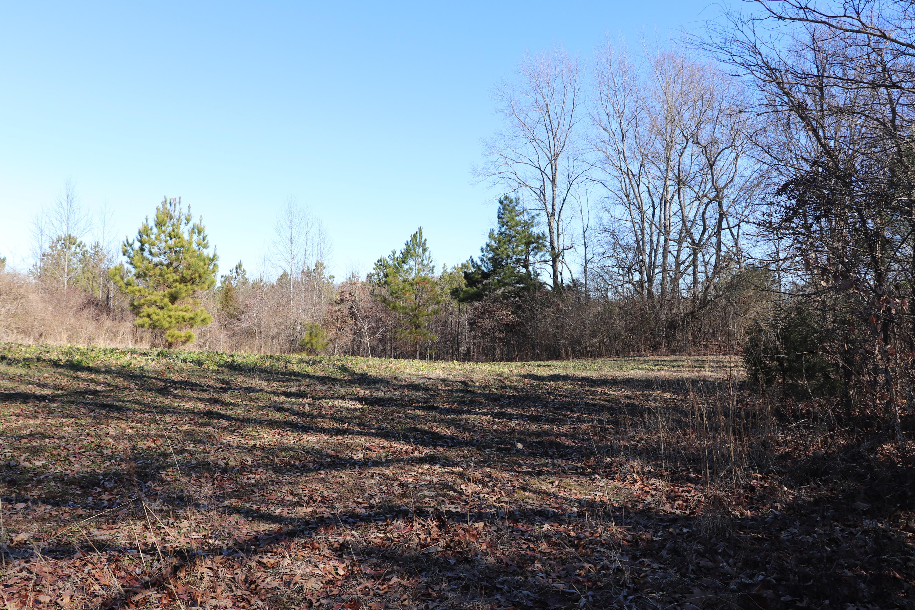 0 Old Clearwater Road Decatur, TN 37322 - Photo 6 of 7 IMG_1787 (1)