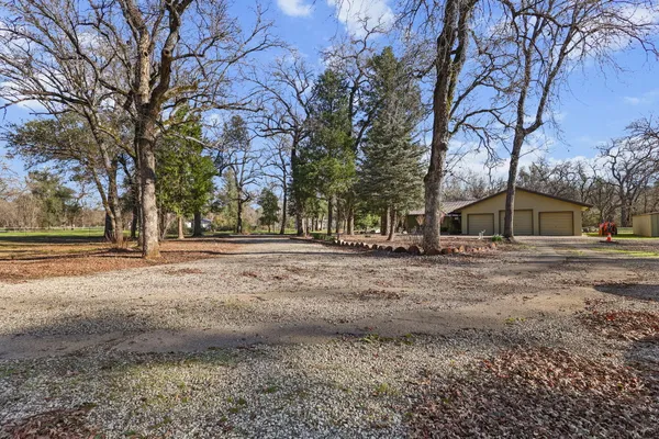 a view of a garden with plants and large trees