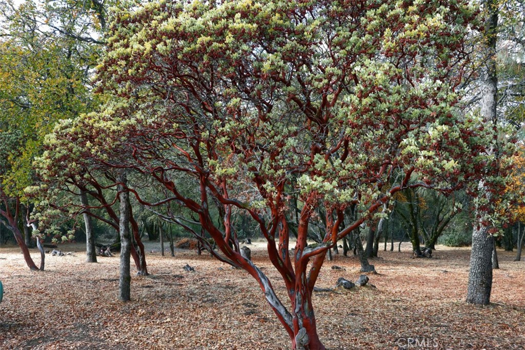 32786-32762 Road 221 North Fork, CA 93643 - Photo 65 of 73 a view of outdoor space with trees