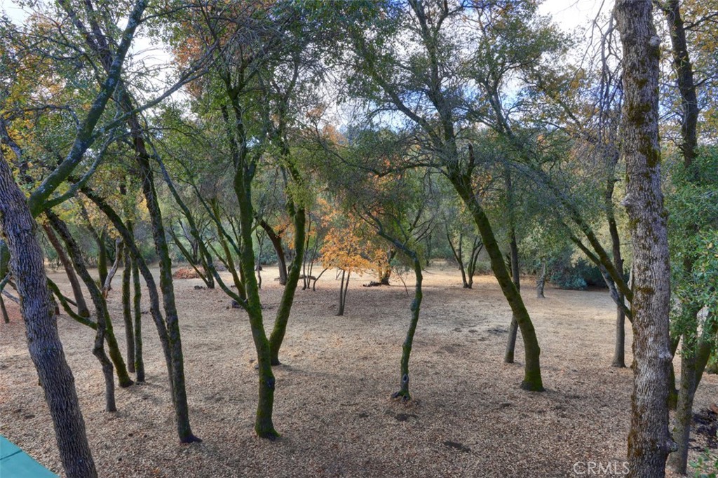 32786-32762 Road 221 North Fork, CA 93643 - Photo 71 of 73 a view of some trees in the forest