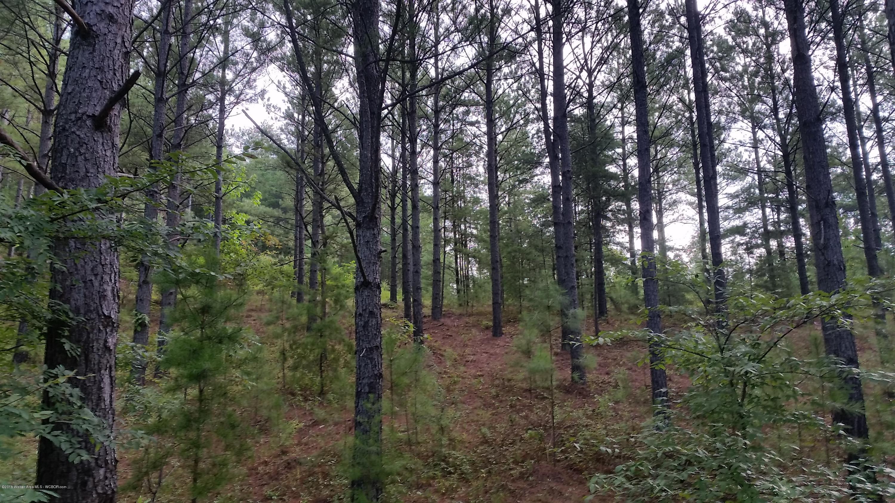 Pleasant Hill Road Townley, AL 35587 - Photo 2 of 9 Gallery Image 2