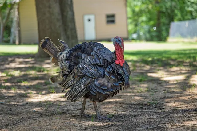 a backyard of a house with a yard and outdoor seating