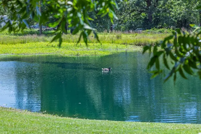 a view of a lake with a yard and large trees