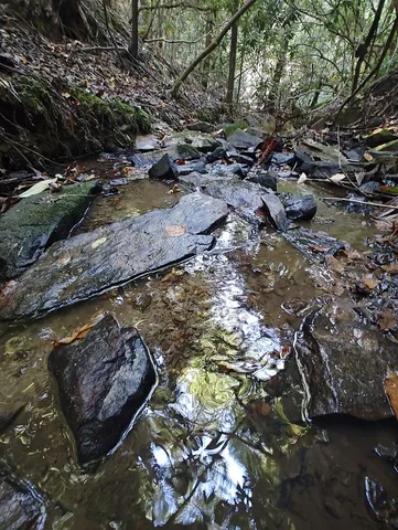 a view of a tree in a yard