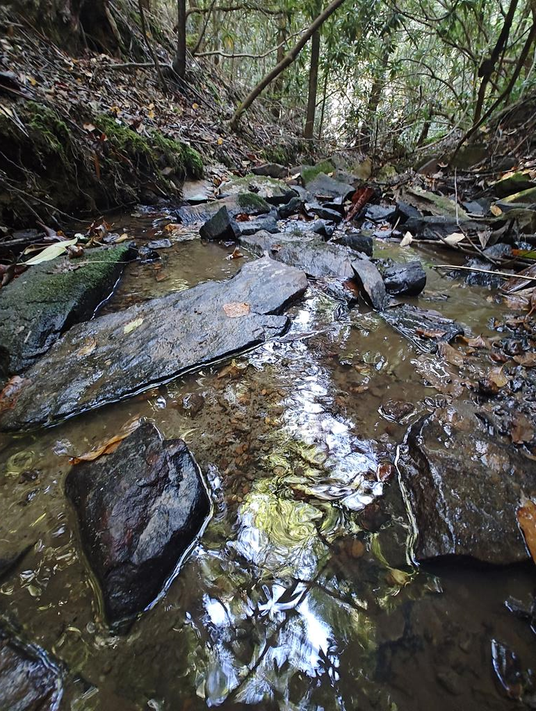 a view of a tree in a yard