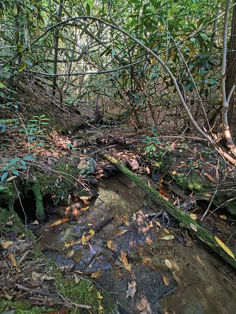 13 Reserve Estate Murphy, NC 28906 - Photo 13 of 30 a view of a forest with lawn chairs