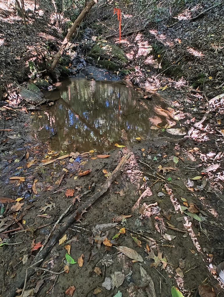 13 Reserve Estate Murphy, NC 28906 - Photo 16 of 30 a picture of tree