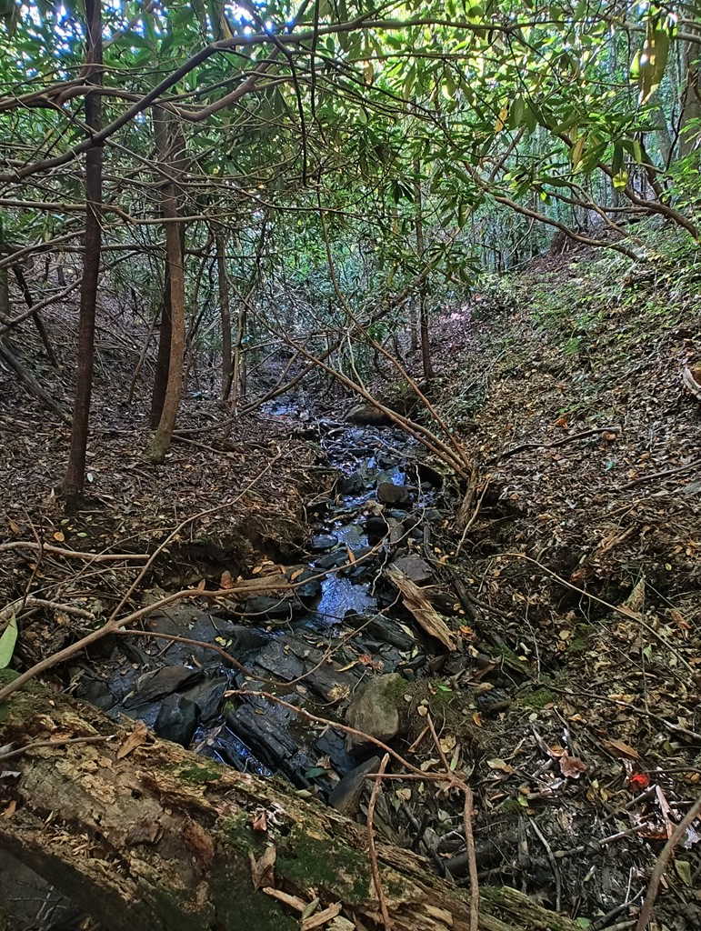 13 Reserve Estate Murphy, NC 28906 - Photo 17 of 30 a view of forest