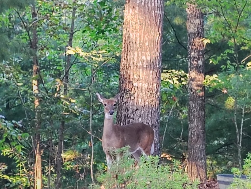 13 Reserve Estate Murphy, NC 28906 - Photo 2 of 30 an aerial view of a house with a yard