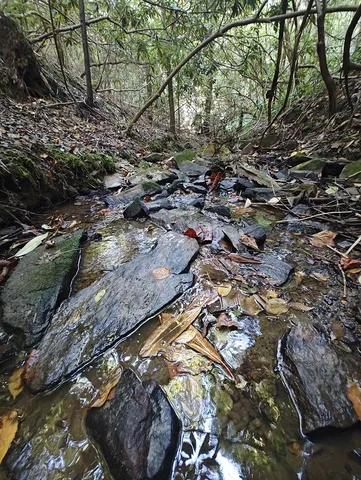 a picture of flowers