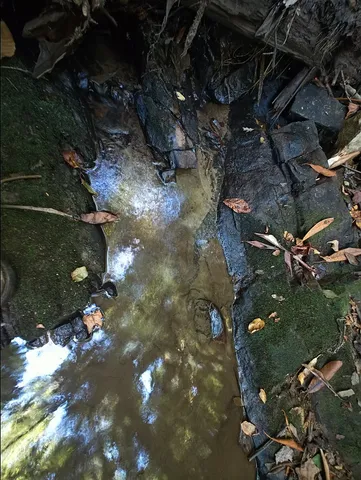 a view of a tree with a tree