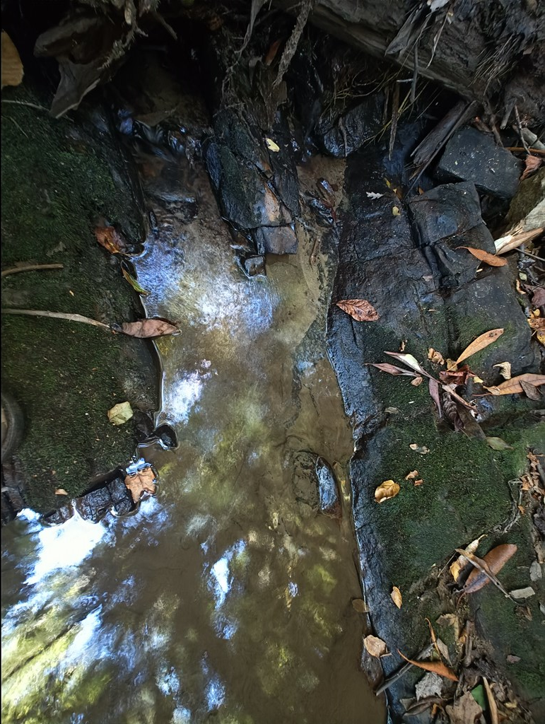 13 Reserve Estate Murphy, NC 28906 - Photo 23 of 30 a picture of flowers