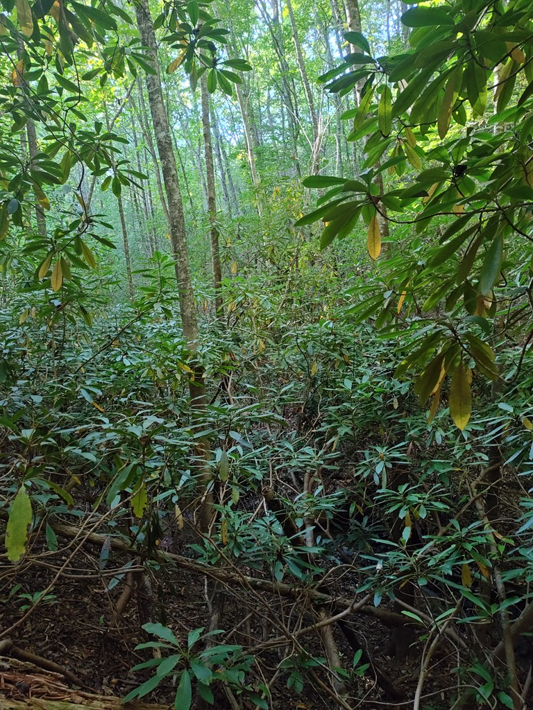 13 Reserve Estate Murphy, NC 28906 - Photo 26 of 30 a view of a lush green forest