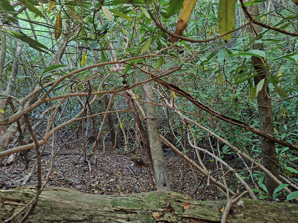 13 Reserve Estate Murphy, NC 28906 - Photo 27 of 30 a view of a yard with a tree