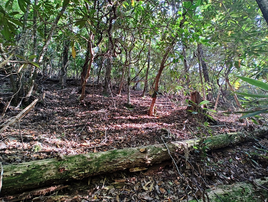 13 Reserve Estate Murphy, NC 28906 - Photo 28 of 30 a view of a forest with trees