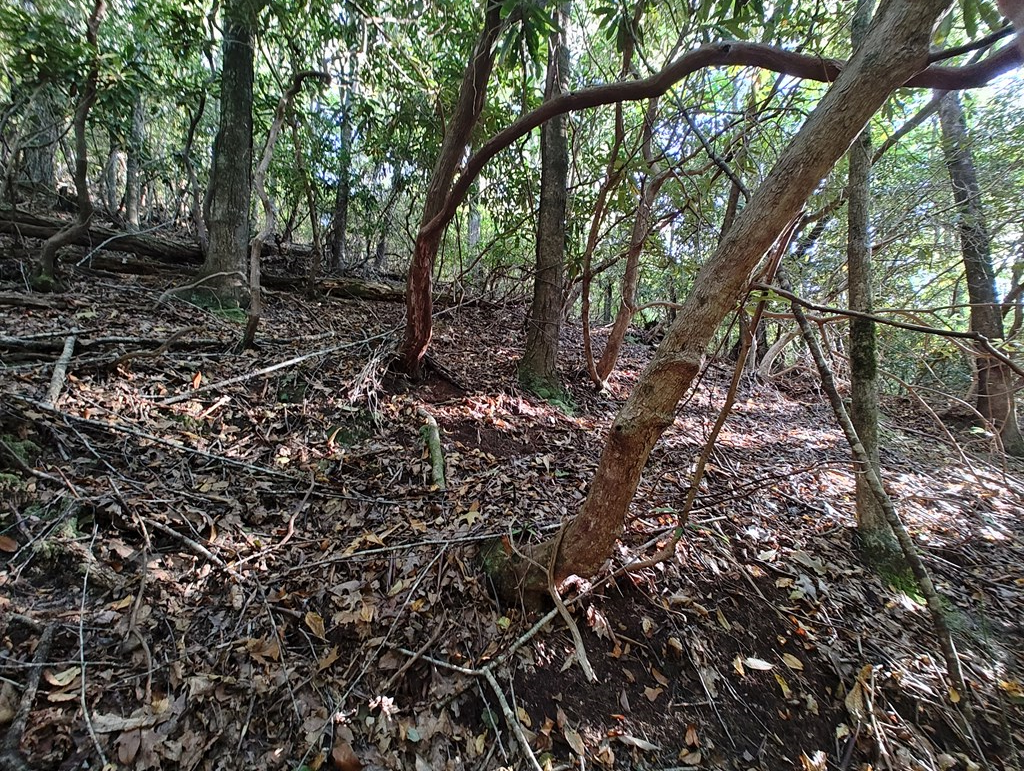 13 Reserve Estate Murphy, NC 28906 - Photo 29 of 30 a view of a forest that has large trees