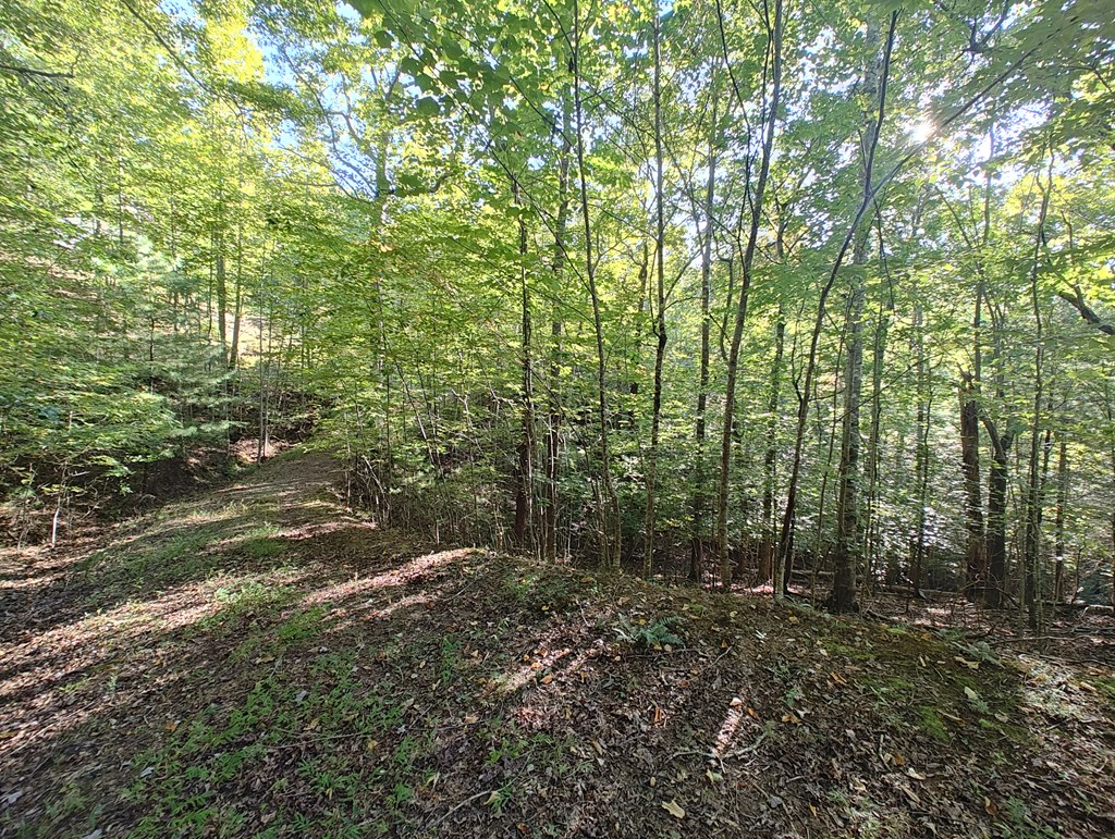 13 Reserve Estate Murphy, NC 28906 - Photo 4 of 30 a view of outdoor space and trees