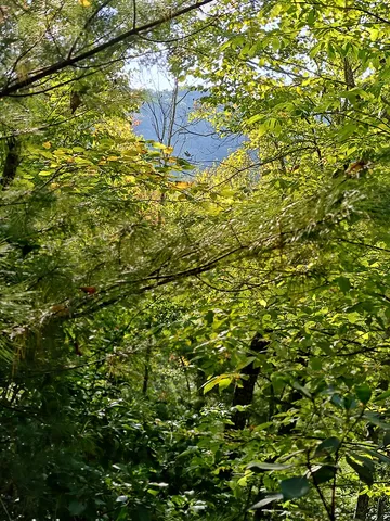 a view of a tree in a garden