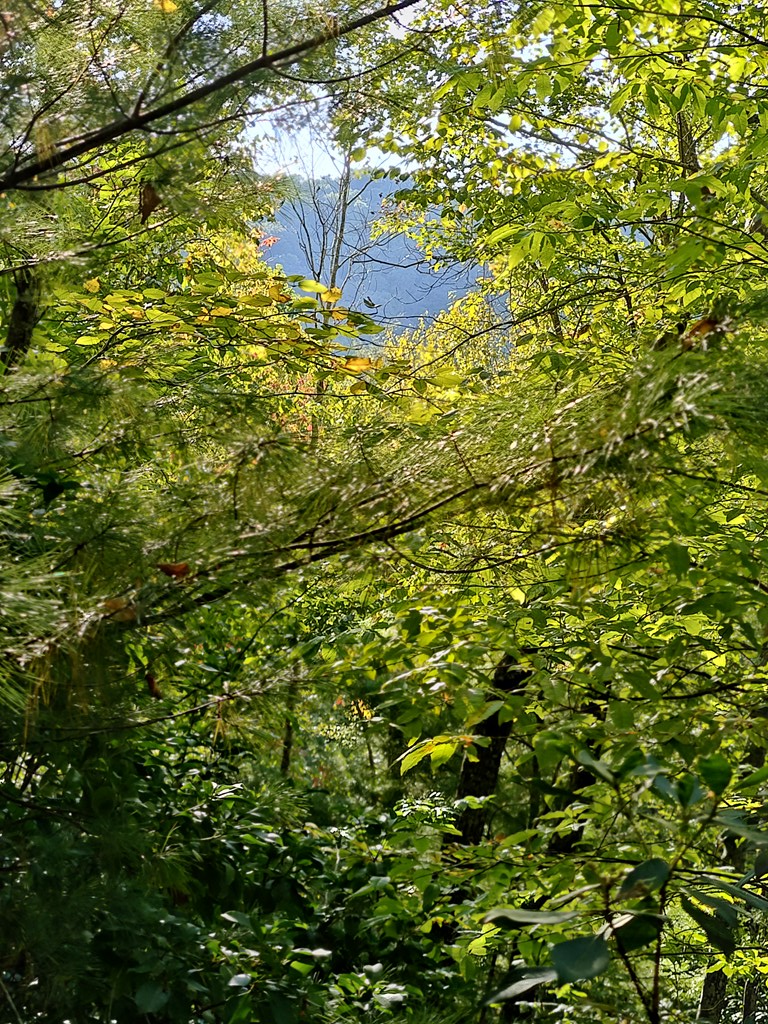 13 Reserve Estate Murphy, NC 28906 - Photo 6 of 30 a view of a tree in a garden