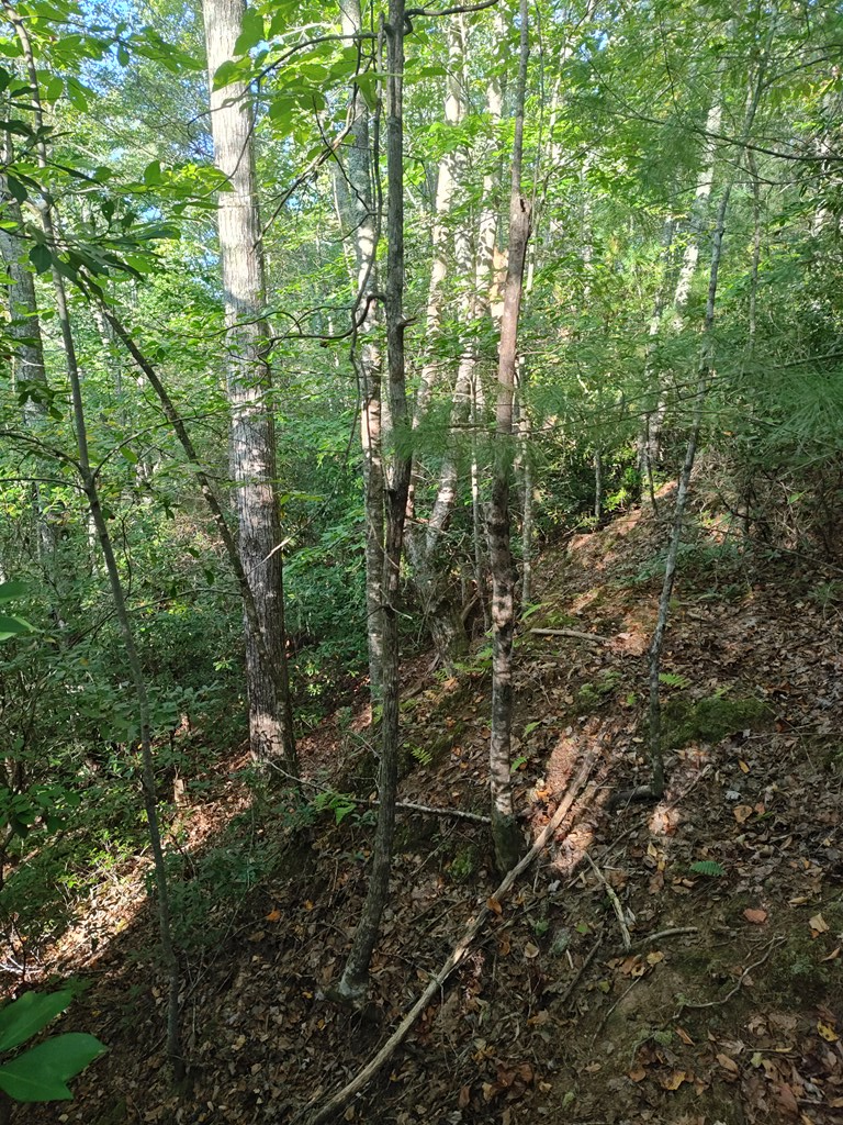 13 Reserve Estate Murphy, NC 28906 - Photo 8 of 30 a view of a forest with lots of trees