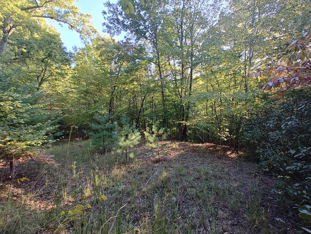 13 Reserve Estate Murphy, NC 28906 - Photo 9 of 30 a view of a forest with trees in the background