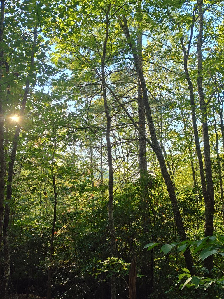 13 Reserve Estate Murphy, NC 28906 - Photo 10 of 30 a view of outdoor space and a yard