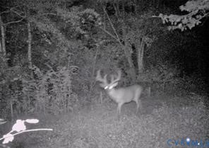 14430 Overlook Ridge Lane Beaverdam, VA 23015 - Photo 63 of 69 Wildlife captured on game camera