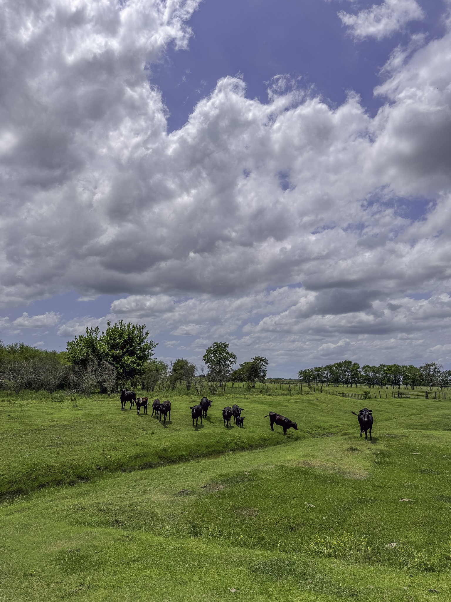 11810 Zamanek Road Needville, TX 77461 - Photo 29 of 30 a view of a golf course with green space