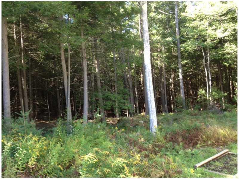 177 Sabino Road West Bath, ME 04530 - Photo 4 of 18 Yard/Garden.