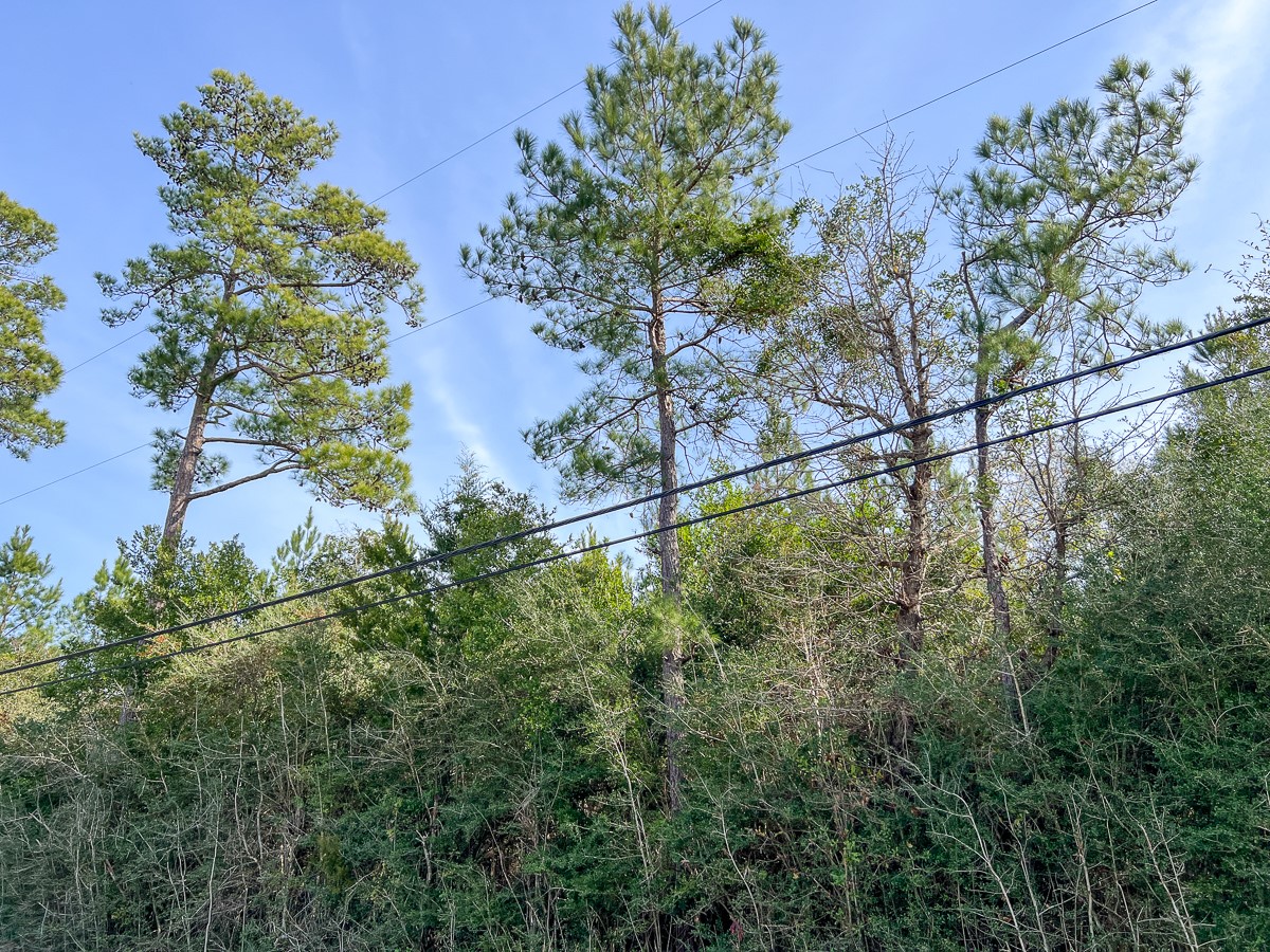 0 Fresenius Road Silsbee, TX 77656 - Photo 2 of 13 a backyard of a house with lots of green space