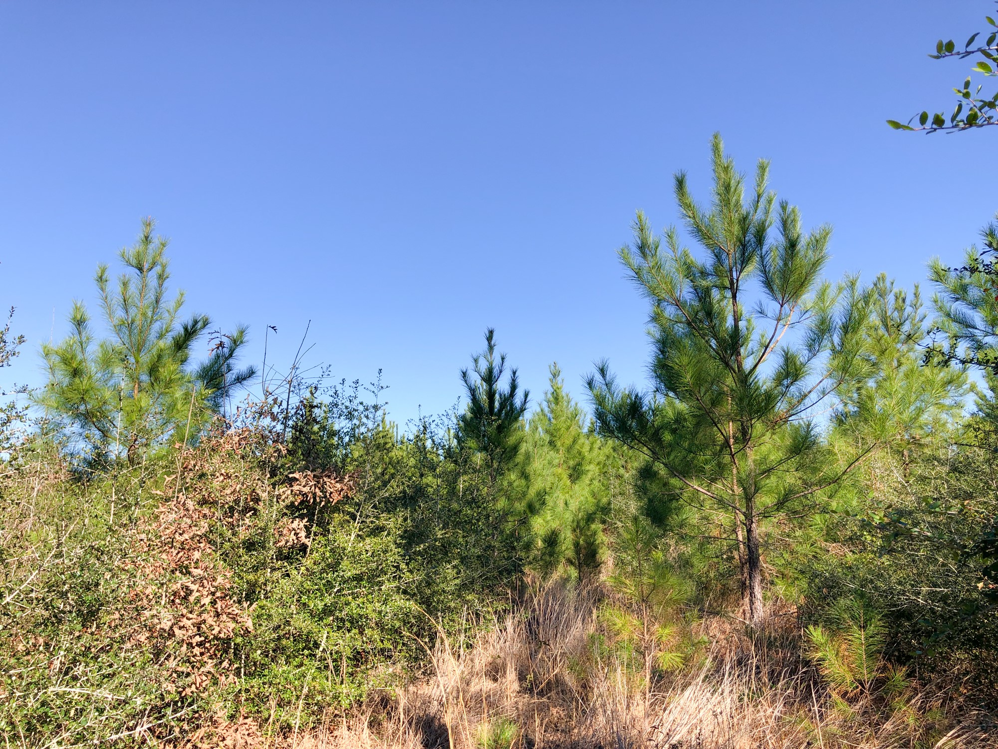 0 Fresenius Road Silsbee, TX 77656 - Photo 8 of 13 a view of a plants with sky view
