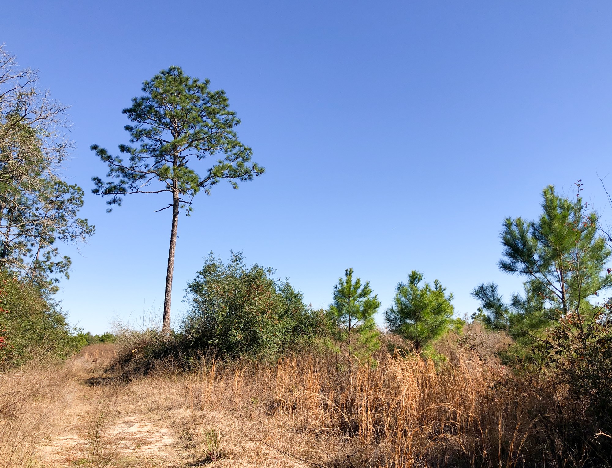 0 Fresenius Road Silsbee, TX 77656 - Photo 9 of 13 a view of a flower in a garden