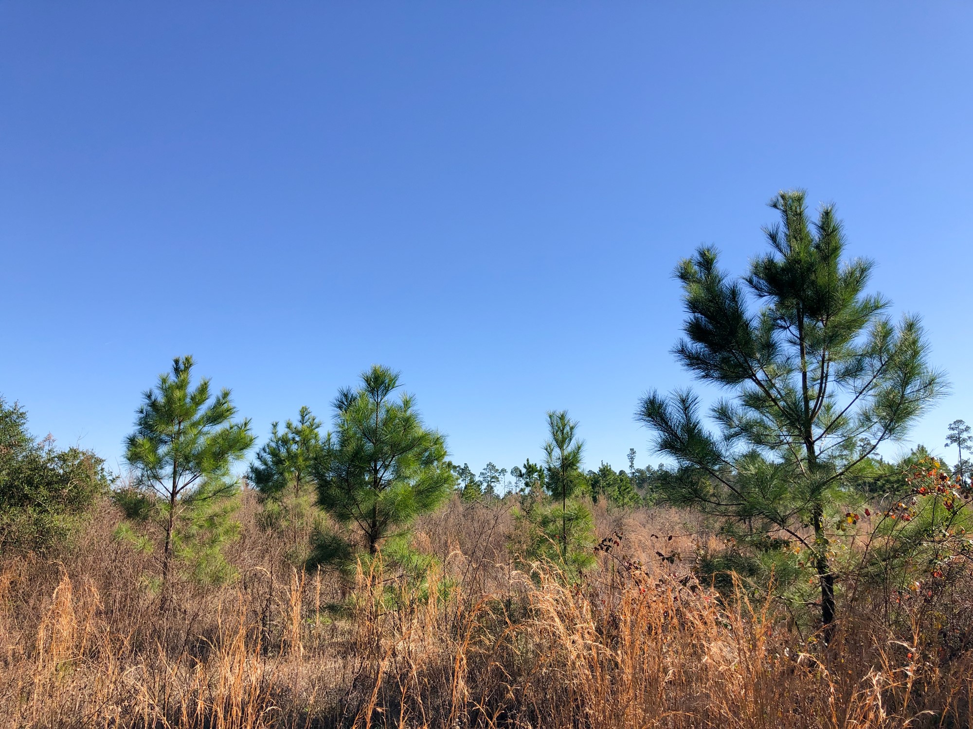 0 Fresenius Road Silsbee, TX 77656 - Photo 10 of 13