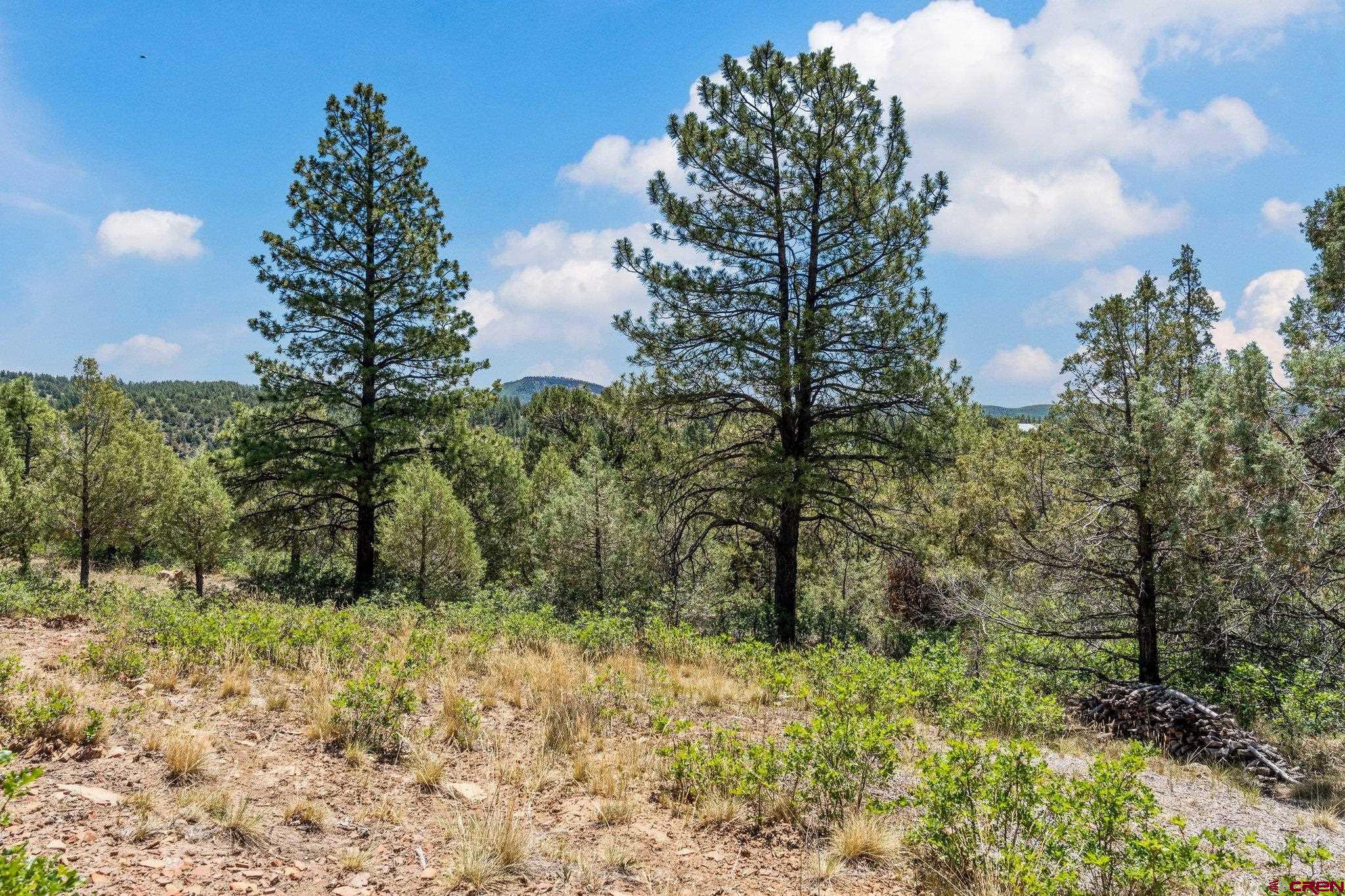 285 Logging Trail Road Durango, CO 81303 - Photo 11 of 15