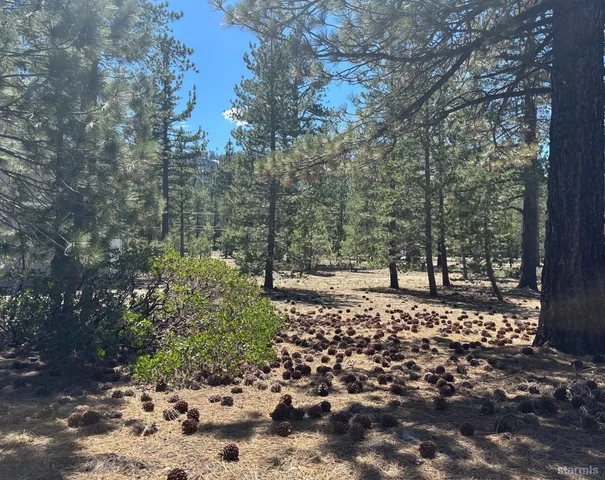 a view of a yard with trees