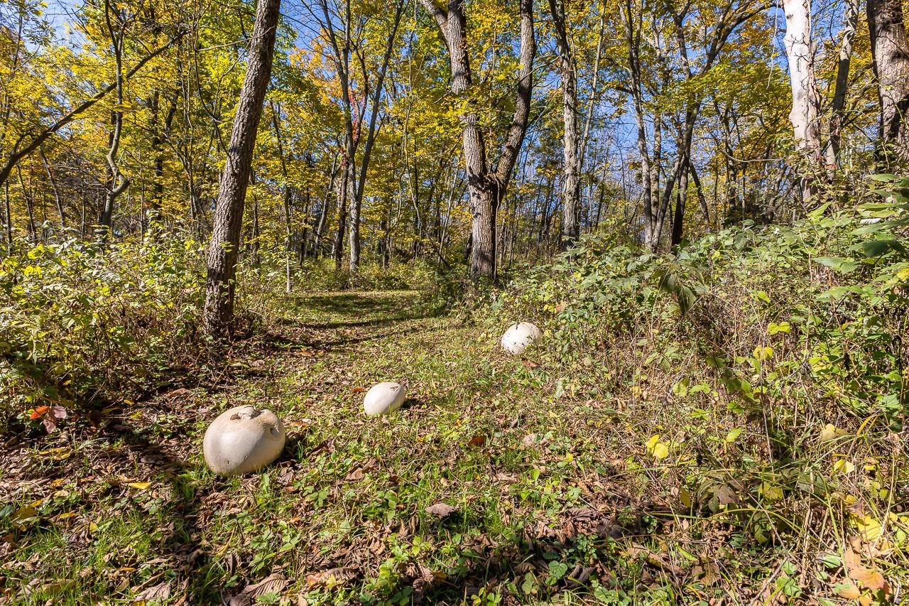 Tbd West Schapville Road Elizabeth, IL 61075 - Photo 4 of 8 Gallery Image 4