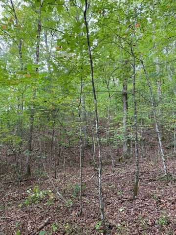 1194 Dogtown Road Ten Mile, TN 37880 - Photo 2 of 5 a view of a forest with trees