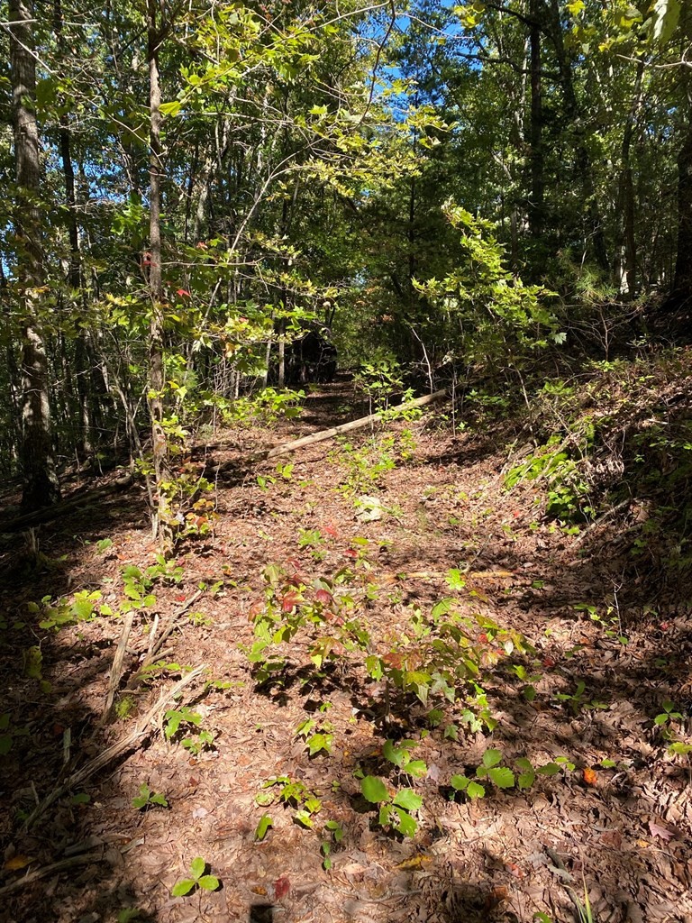 1194 Dogtown Road Ten Mile, TN 37880 - Photo 4 of 5 a view of a yard with a tree