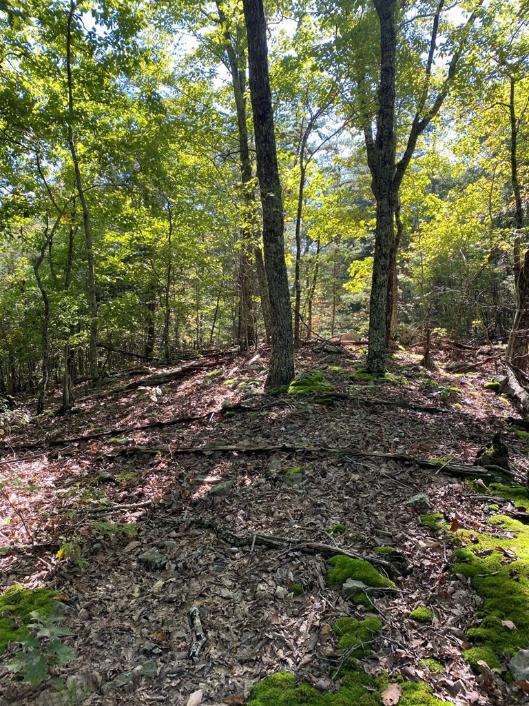 1194 Dogtown Road Ten Mile, TN 37880 - Photo 5 of 5 a view of outdoor space and trees
