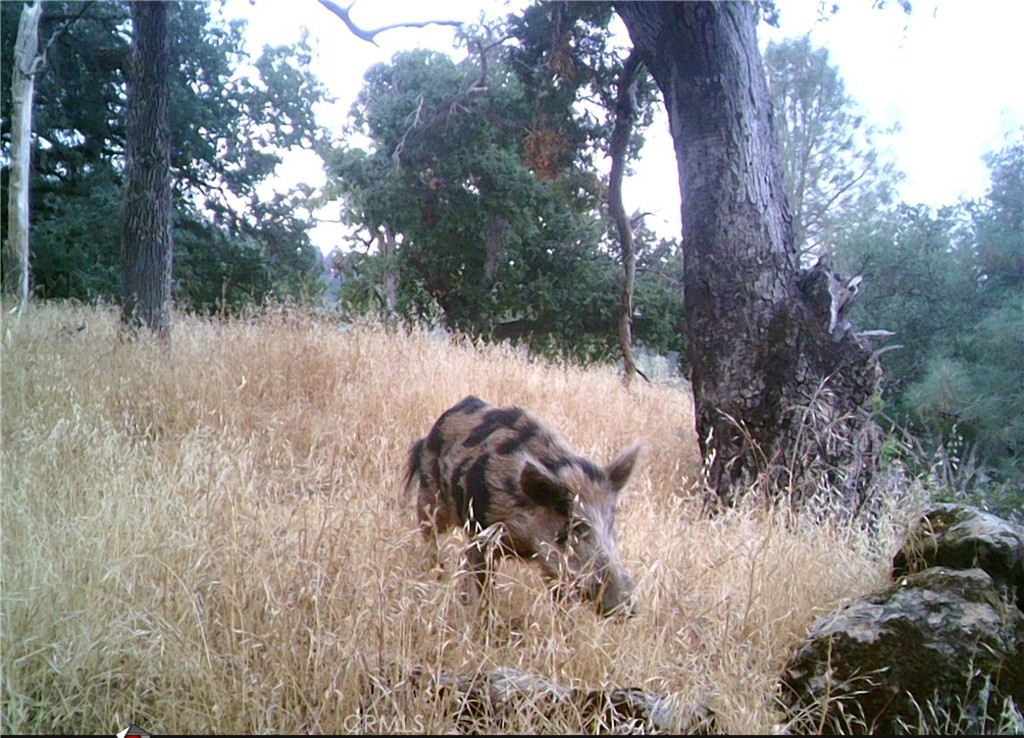 0 Tres Vista Paso Robles, CA 93446 - Photo 11 of 16 Wild boar