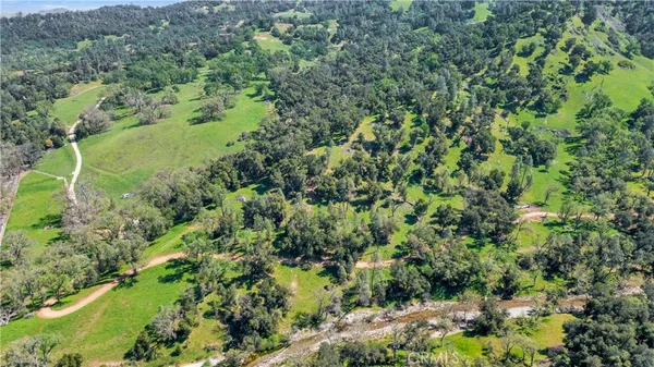 a view of a lush green forest with a lush green forest